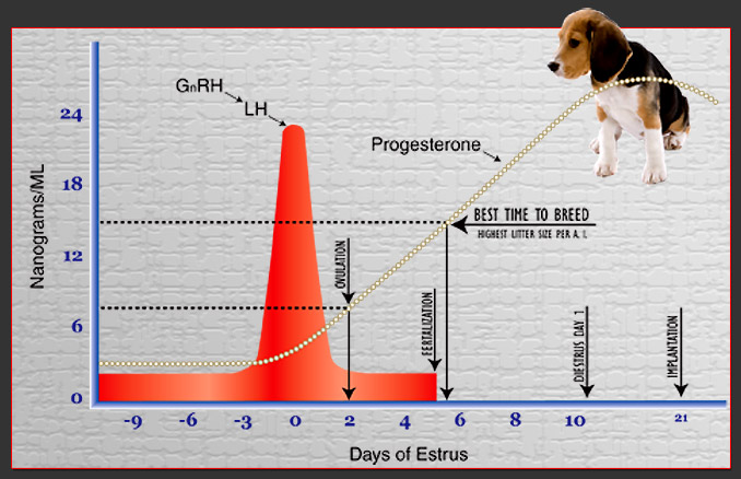 Canine Progesterone Chart